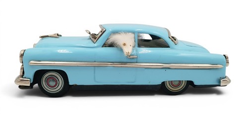 Ichiko limousine mit hund - mit, aus
